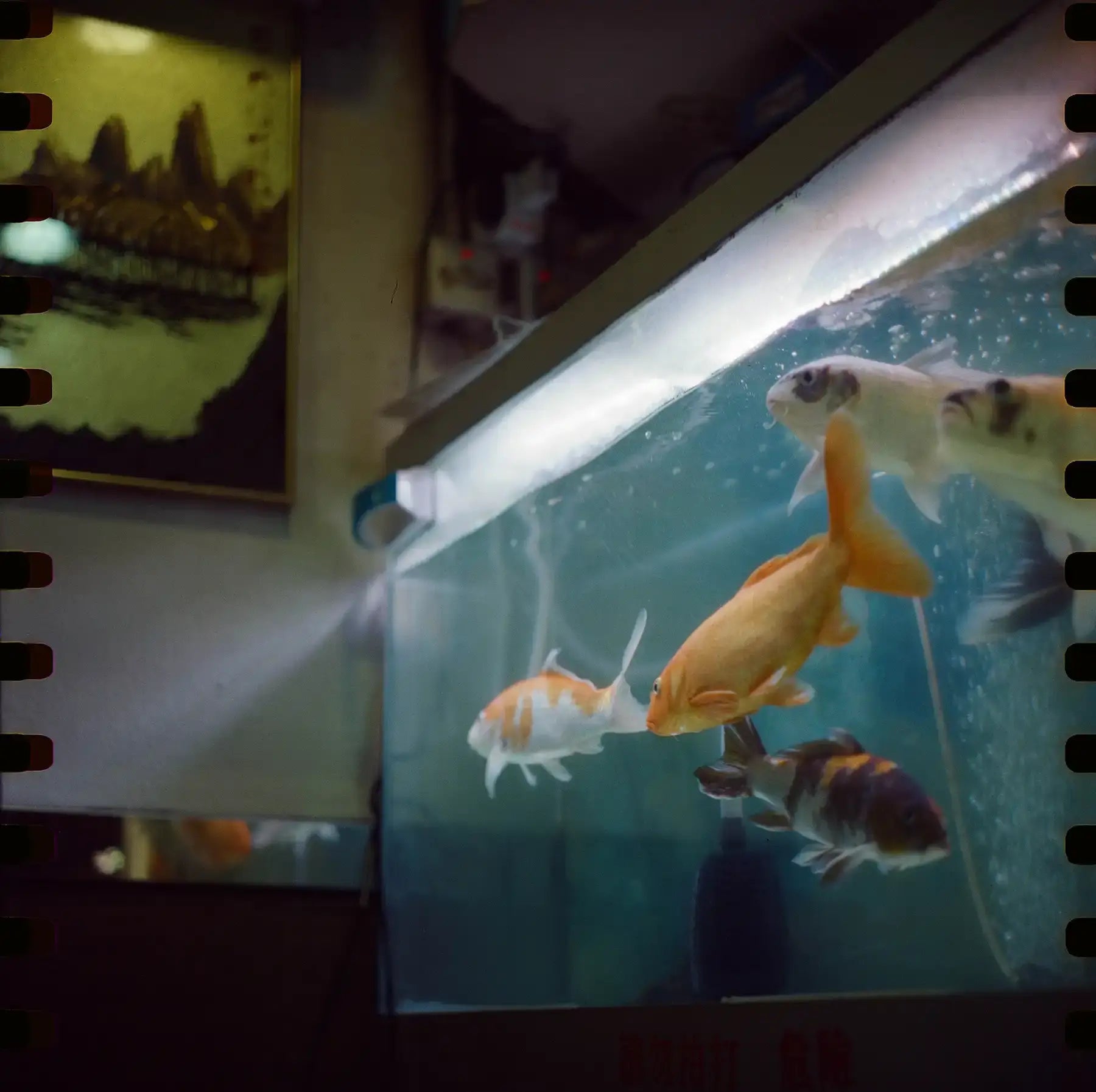 reflx-lab-500T-120-medium-format-kodak-vision-3-5219-ecn2-motion-picture-film-negative-color-sprocket-holes-6x6-review-experience-impression-rolleiflex-2.8f-planar-koi-fish-swimming-d