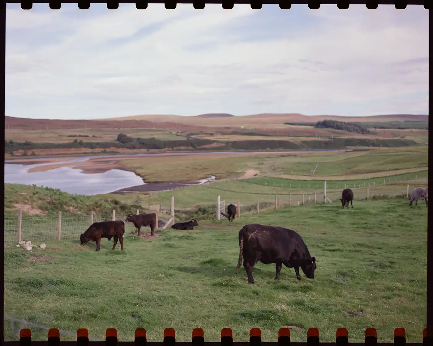 reflx-lab-50D-vision-3-5203-fine-grain-low-speed-motion-picture-film-kodak-120-imax-format-medium-6x6-6x7-ecn2-process-analog-color-negative-film-landscape-cow-pentax-67ii