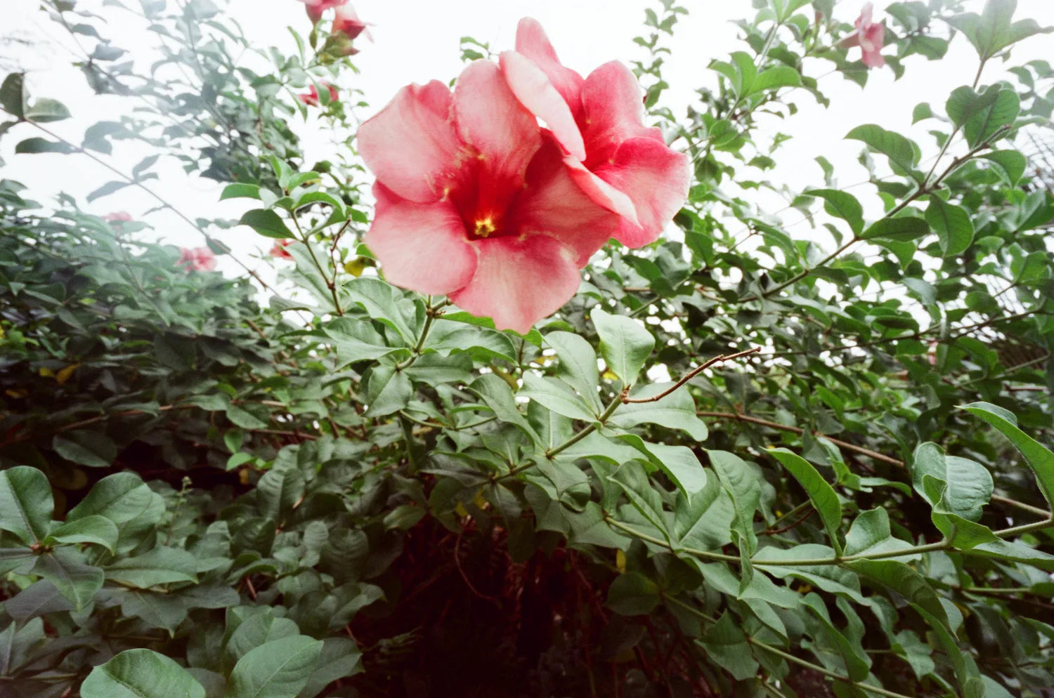 Reflx Lab 640T AHU 35mm Color Negative Film